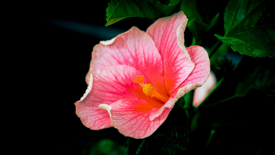 What Does Hibiscus Do For Hair? The Hibiscus Hair Benefits You Need to Know About